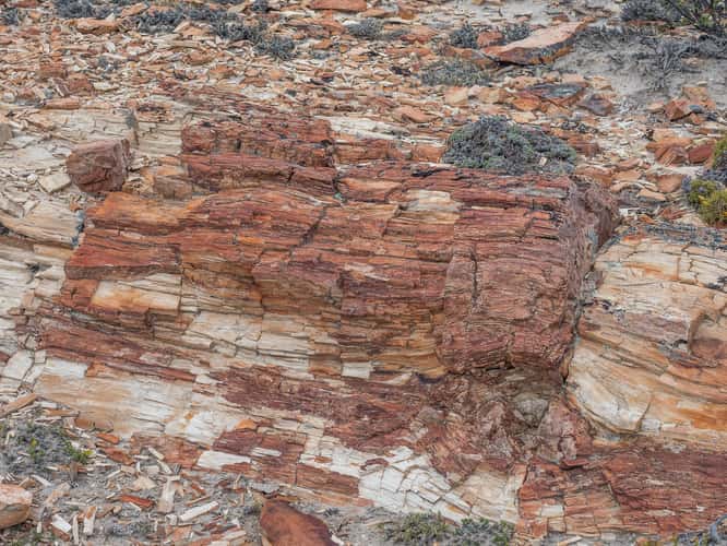 Jaramillo Petrified Forests National Park