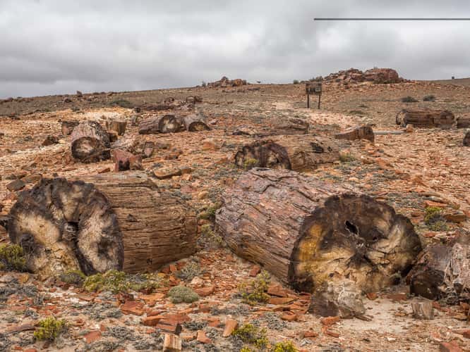 Jaramillo Petrified Forests National Park
