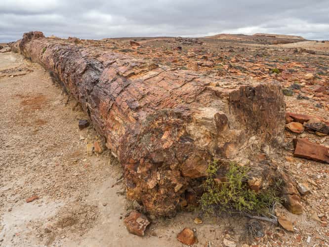 Jaramillo Petrified Forests National Park