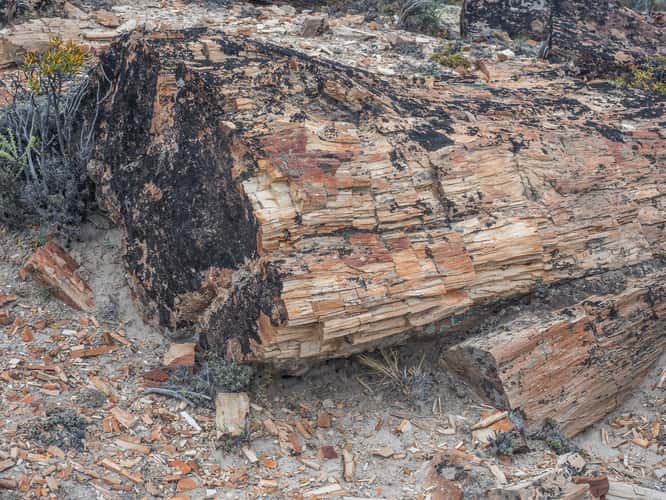 Jaramillo Petrified Forests National Park