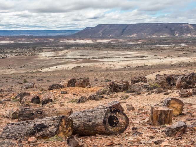 Jaramillo Petrified Forests National Park