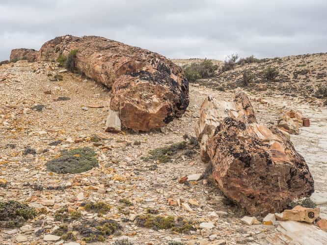 Jaramillo Petrified Forests National Park