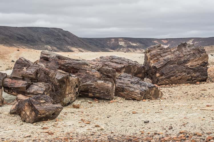 Jaramillo Petrified Forests National Park