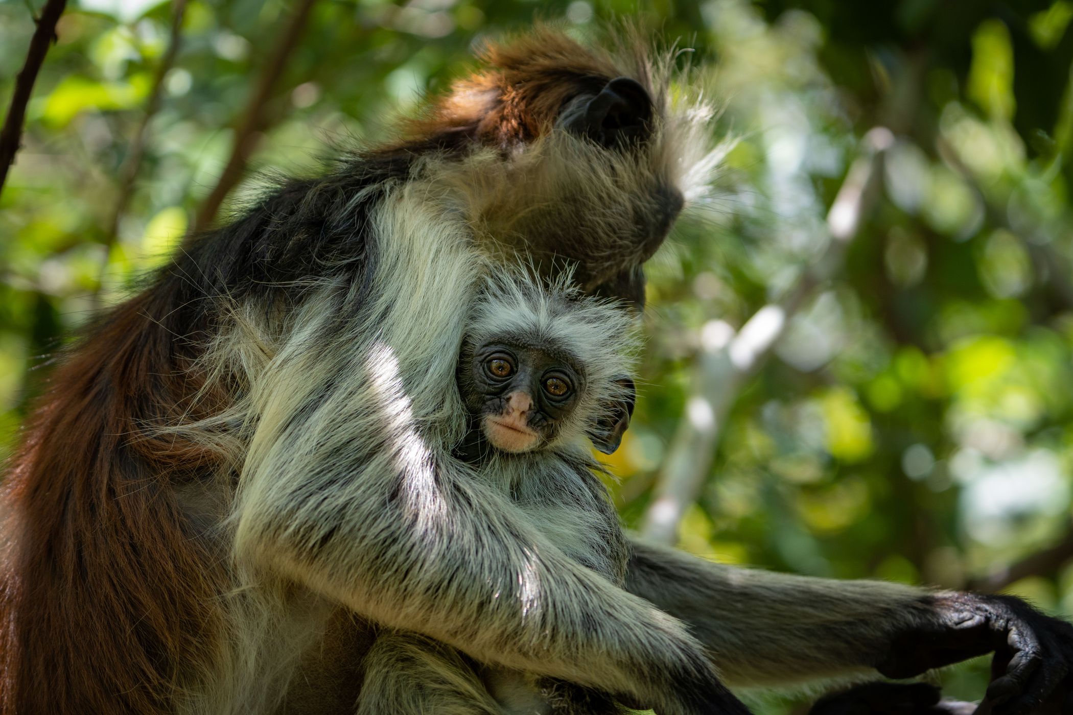 Jozani National Forest, Tanzania