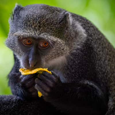 Jozani National Forest, Tanzania