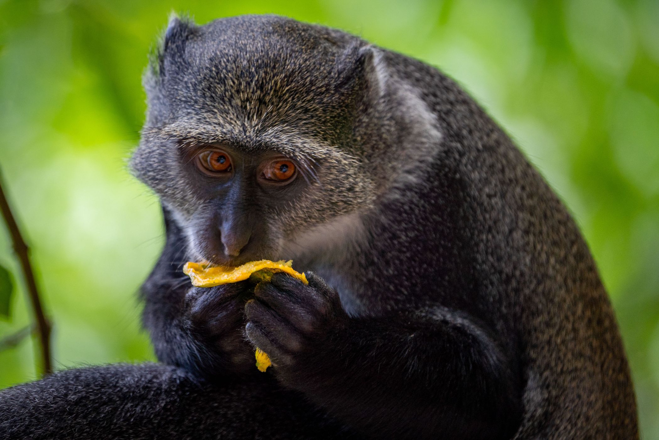 Jozani National Forest, Tanzania