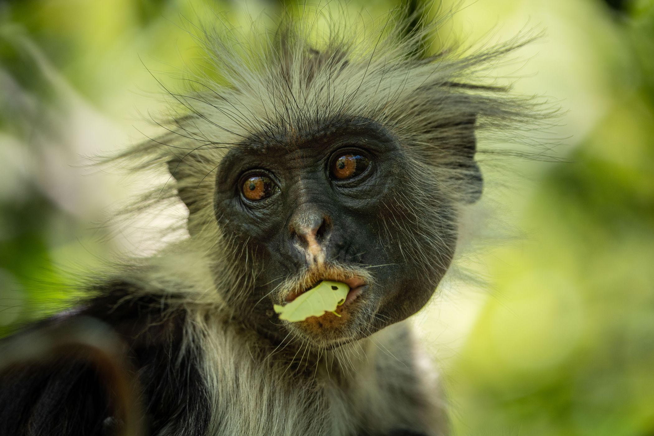 Jozani National Forest, Tanzania