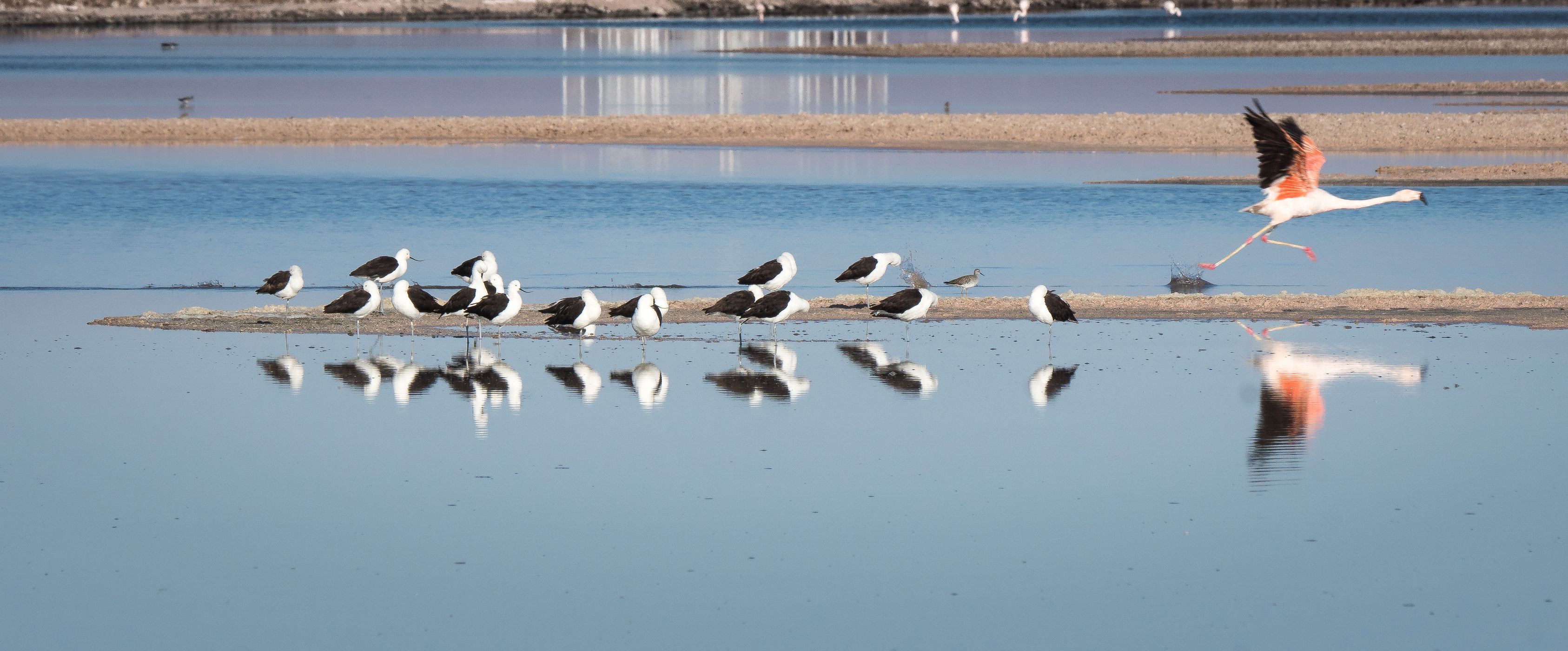 Laguna Chaxa, Salar de Atacama, Chile