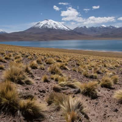 Laguna Miscanti, Chile