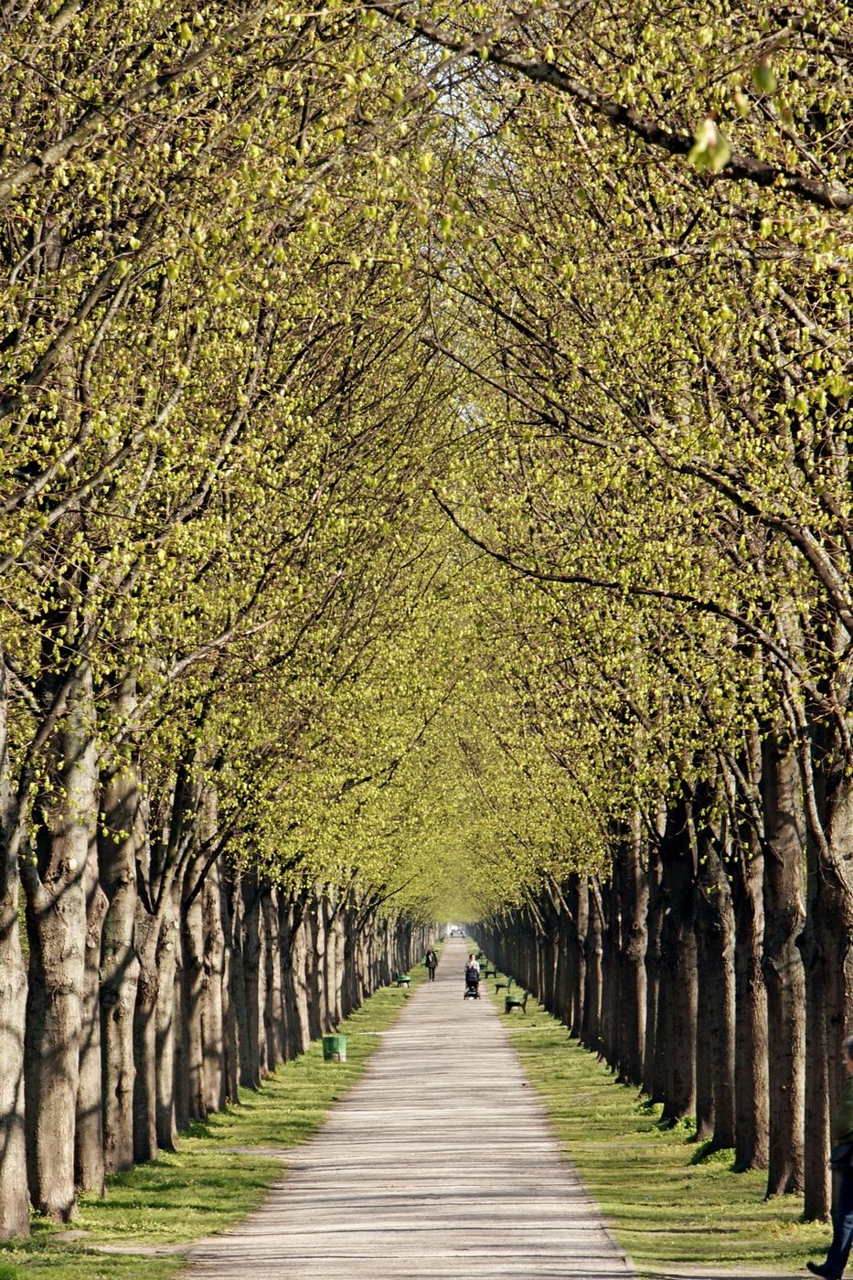 Herrenhäuser Allee, Hanover, Germany