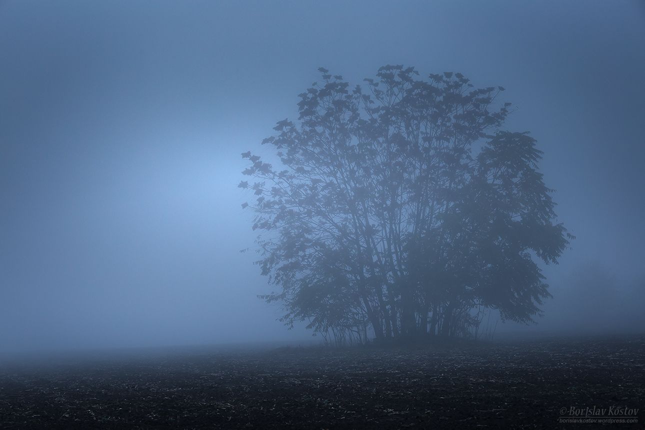 Lonely tree, Bulgaria