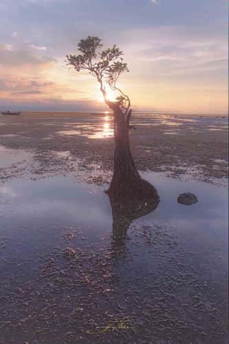 Mangrove Trees of Walakiri Beach