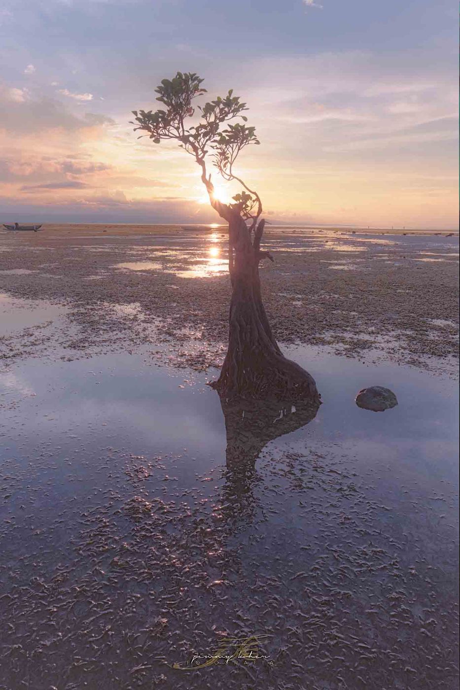 Mangrove Trees of Walakiri Beach, Indonesia
