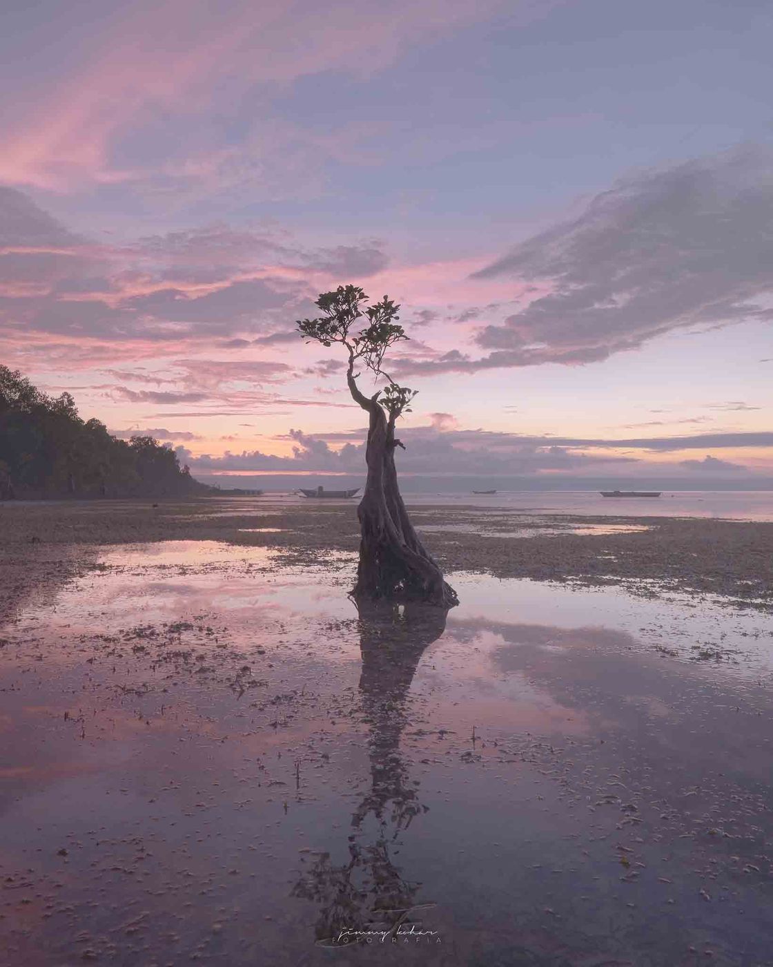 Mangrove Trees of Walakiri Beach, Indonesia