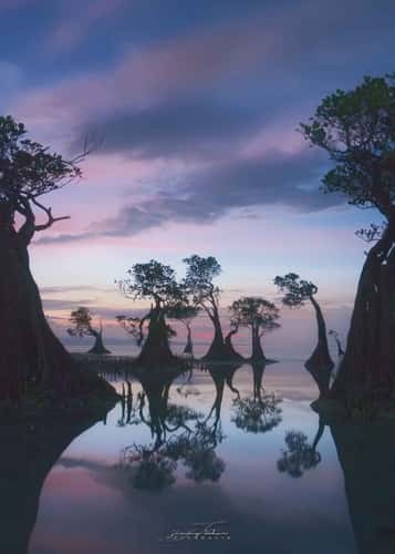 Mangrove Trees of Walakiri Beach