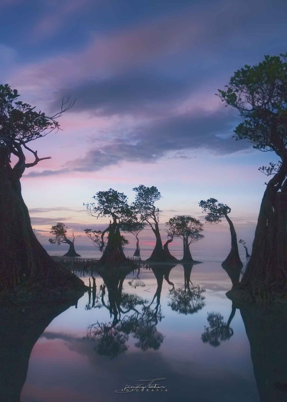 Mangrove Trees of Walakiri Beach, Indonesia