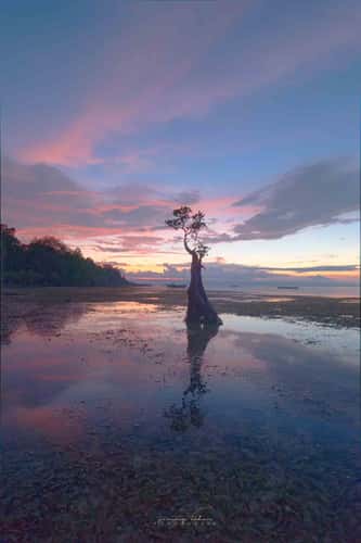 Mangrove Trees of Walakiri Beach