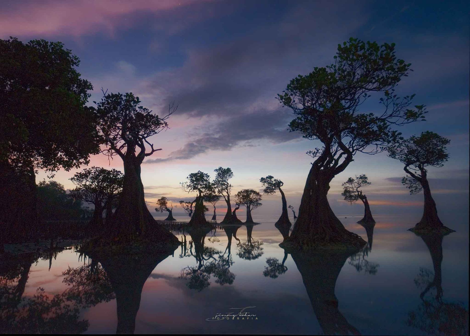 Mangrove Trees of Walakiri Beach, Indonesia