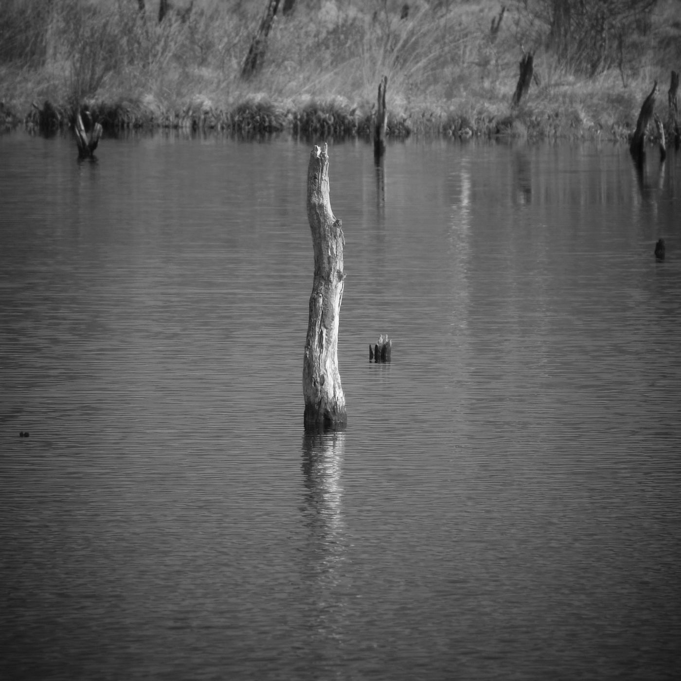 Naturschutzgebiet Wittmoor, Hamburg, Germany