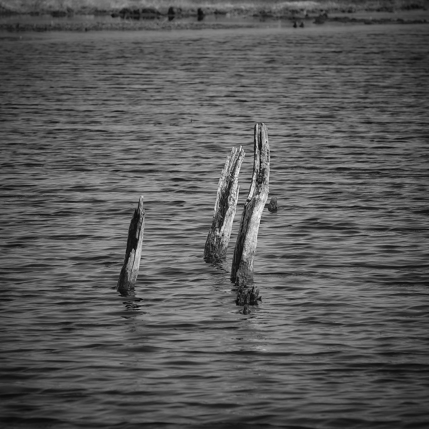 Naturschutzgebiet Wittmoor, Hamburg, Germany