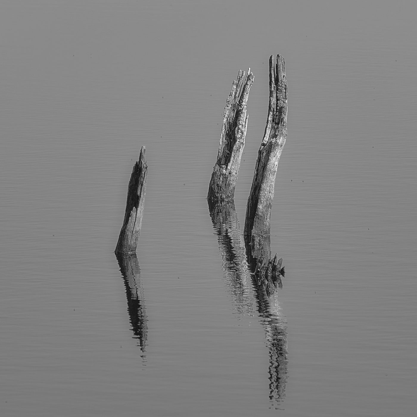 Naturschutzgebiet Wittmoor, Hamburg, Germany
