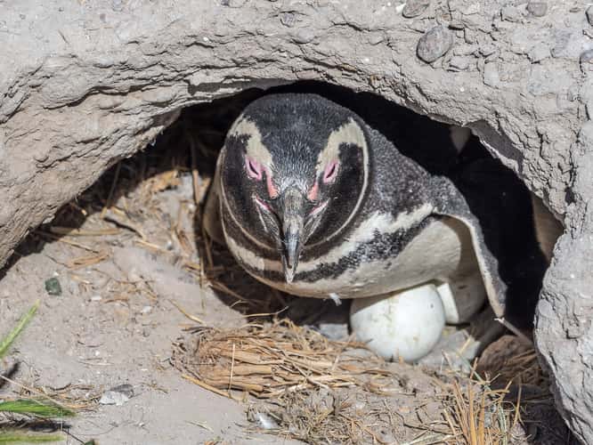Pingüinera cabo dos bahias