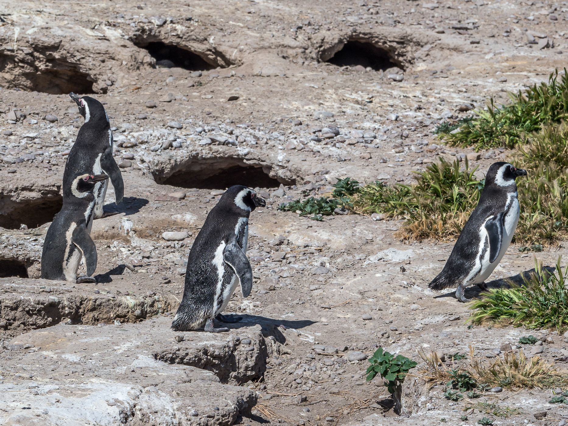 Pingüinera cabo dos bahias, Argentina