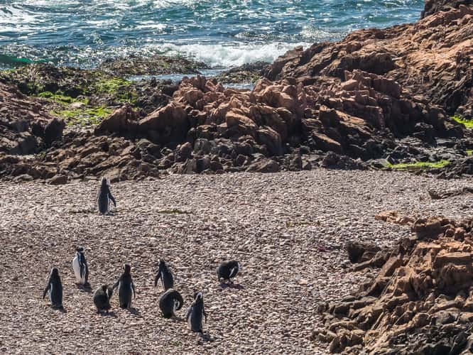 Pingüinera cabo dos bahias