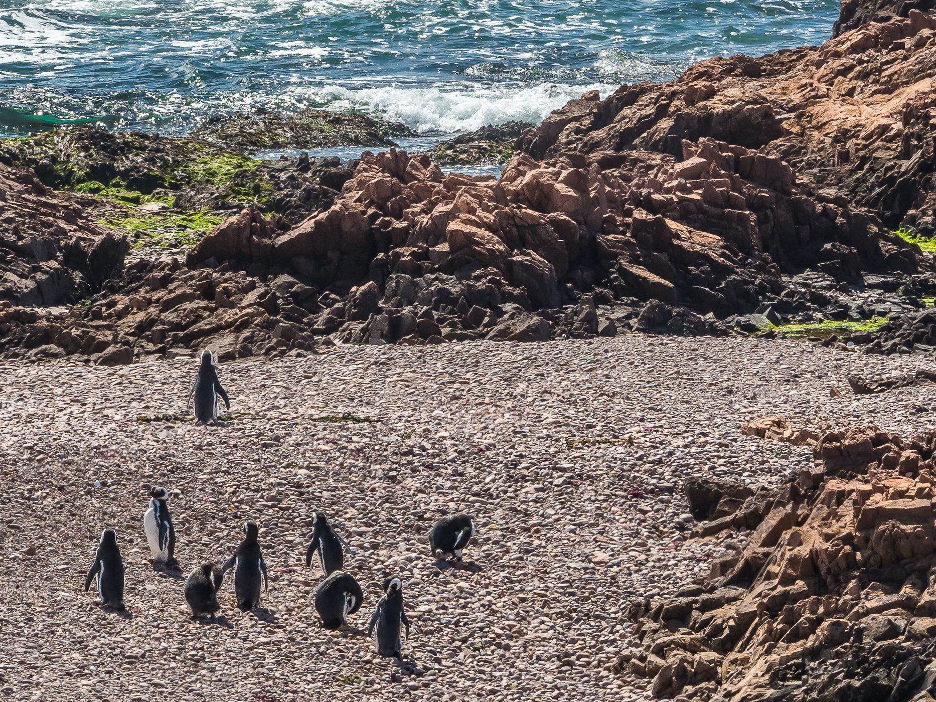 Pingüinera cabo dos bahias, Argentina