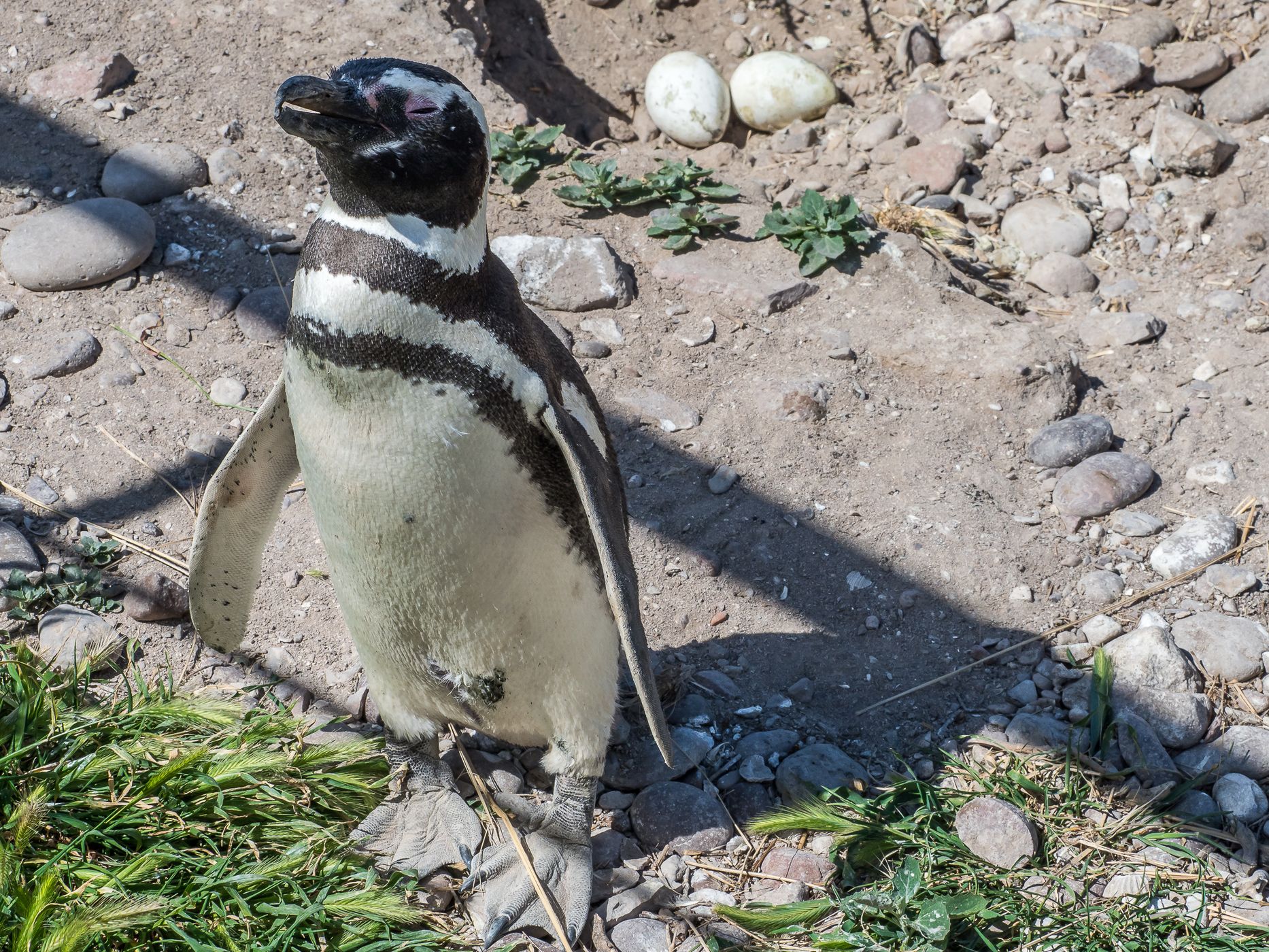 Pingüinera cabo dos bahias, Argentina