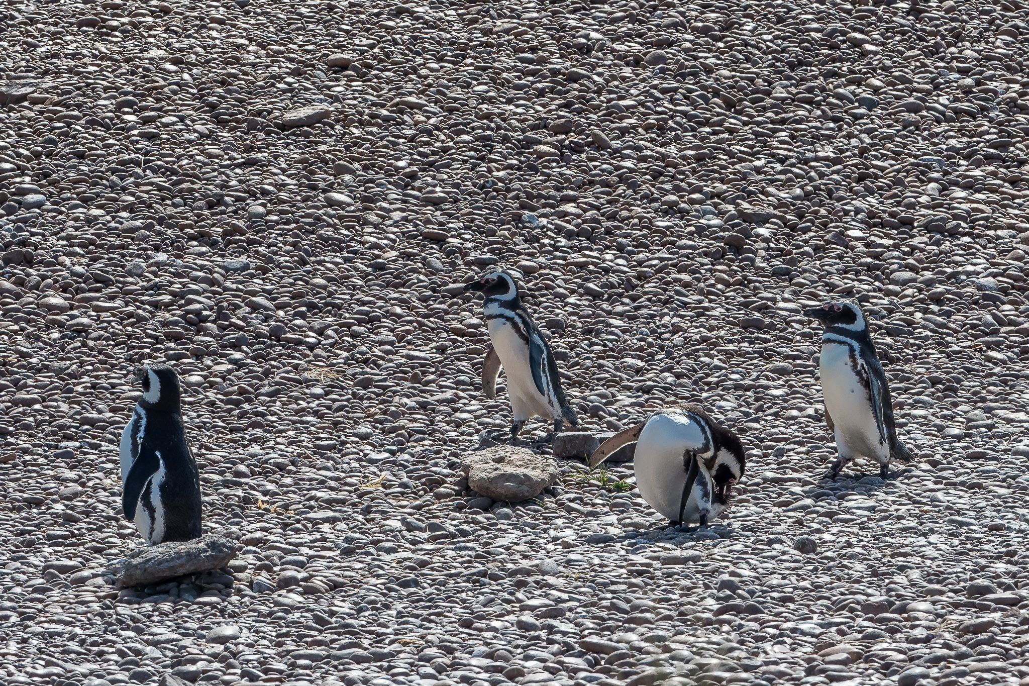 Pingüinera cabo dos bahias, Argentina