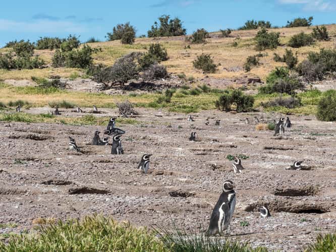 Pingüinera cabo dos bahias