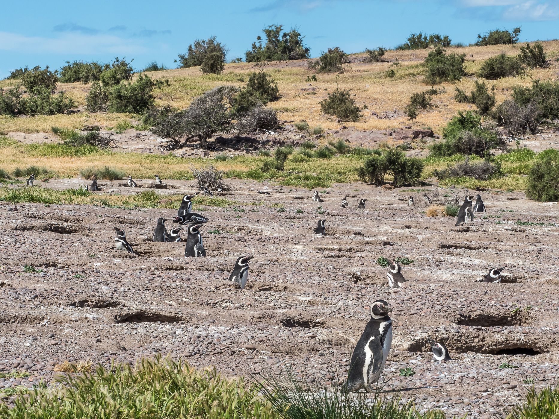 Pingüinera cabo dos bahias, Argentina