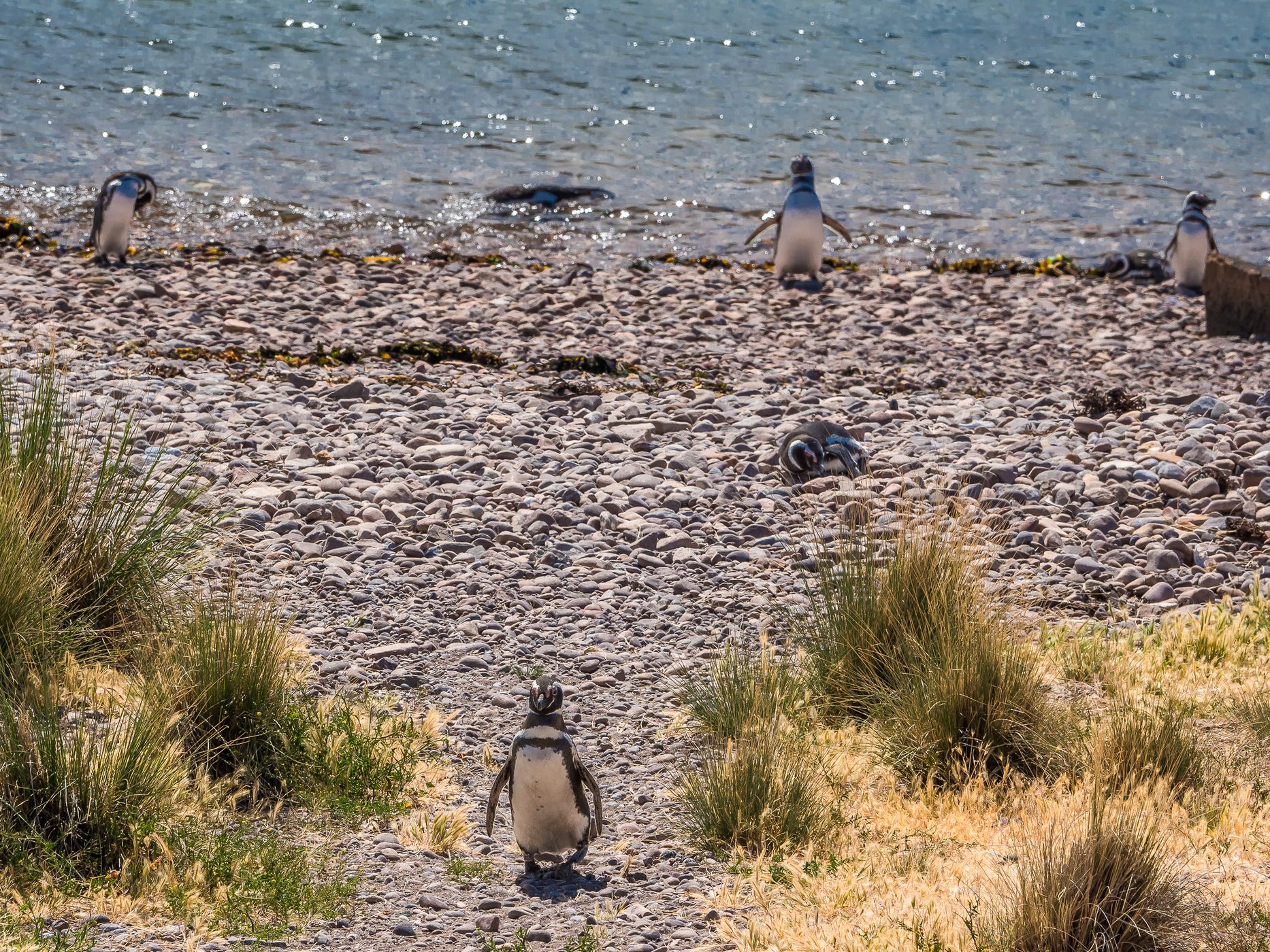 Pingüinera cabo dos bahias, Argentina