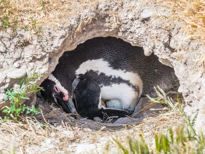 Pingüinera cabo dos bahias