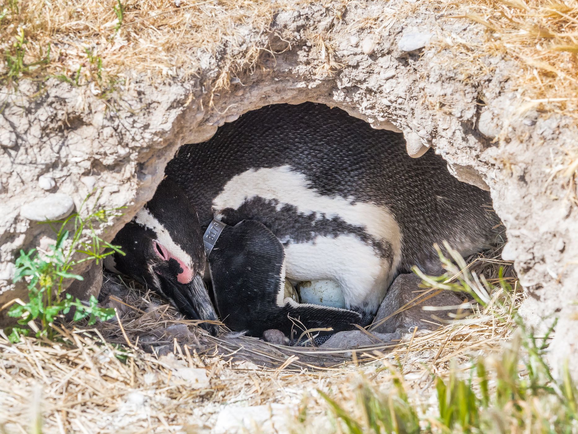 Pingüinera cabo dos bahias, Argentina