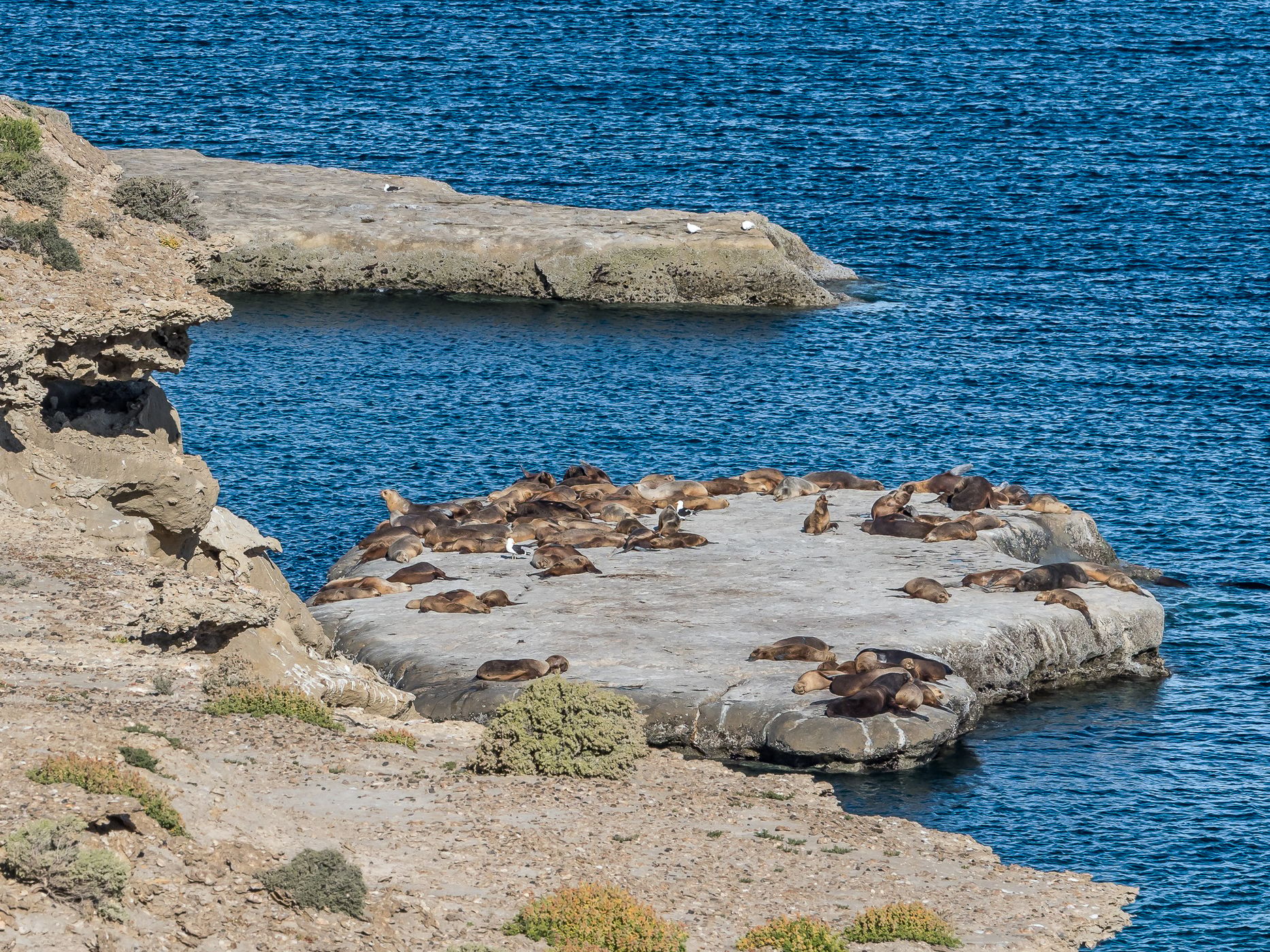 Punta Pirámide, Southern Viewpoint, Argentina