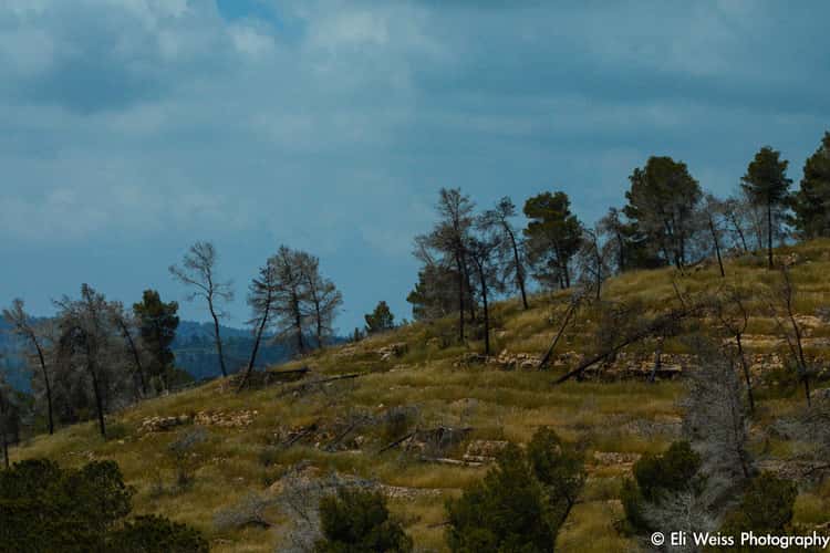 Sataf Forest