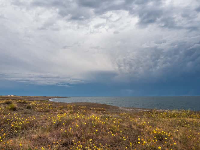 Sea of Blossoms beyond Camarones