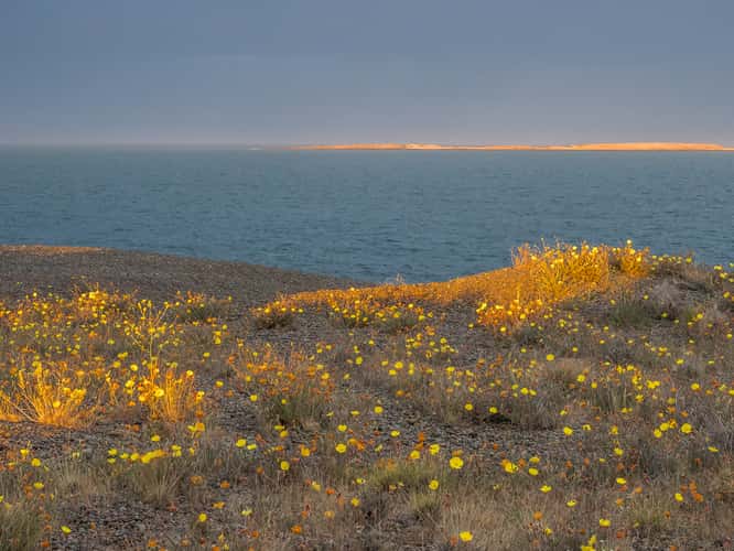 Sea of Blossoms beyond Camarones