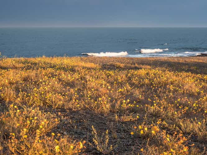 Sea of Blossoms beyond Camarones