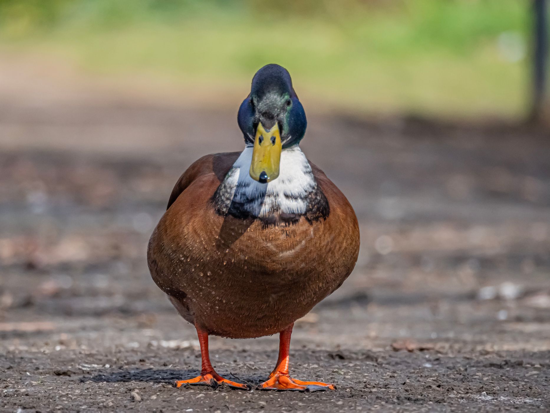 Shenley Fields Lake, United Kingdom