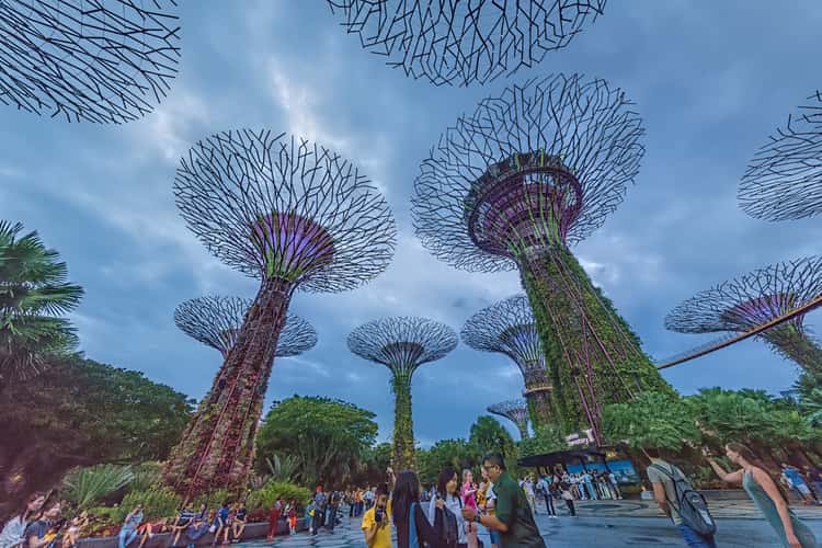 Supertree Grove, Gardens by the bay