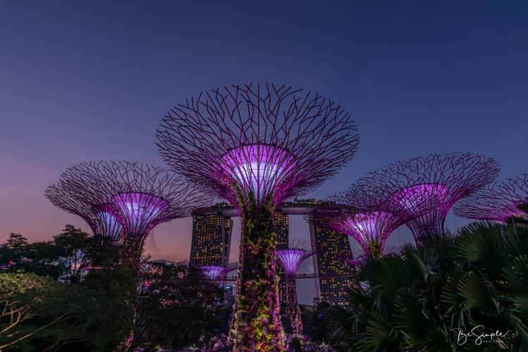 Supertree Grove, Gardens by the bay