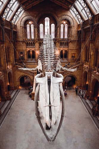 The Natural History Museum Lobby, London