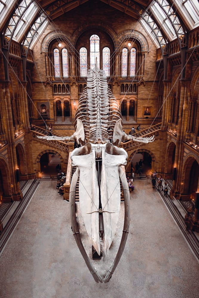 The Natural History Museum Lobby, London, United Kingdom