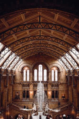The Natural History Museum Lobby, London
