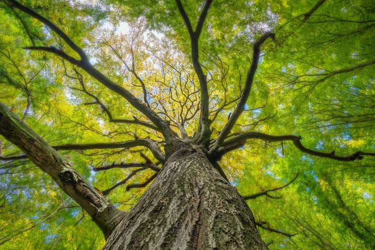 Tree, Streupas
