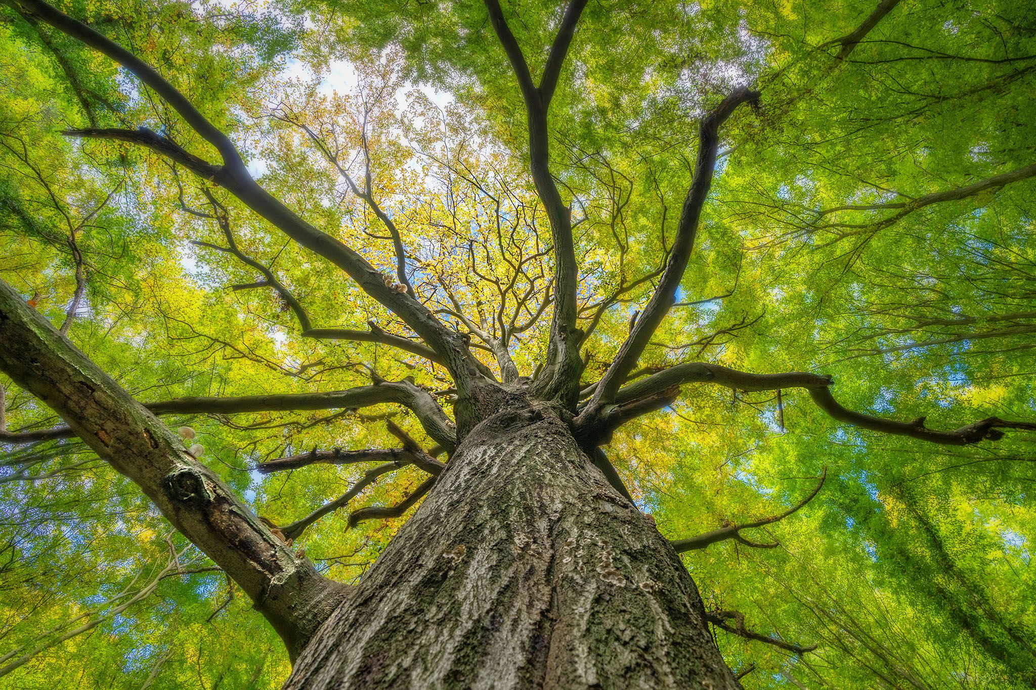 Tree, Streupas, Belgium