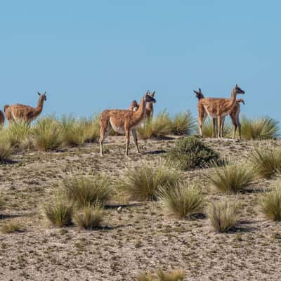 Valdés Peninsula Guanacos, Argentina